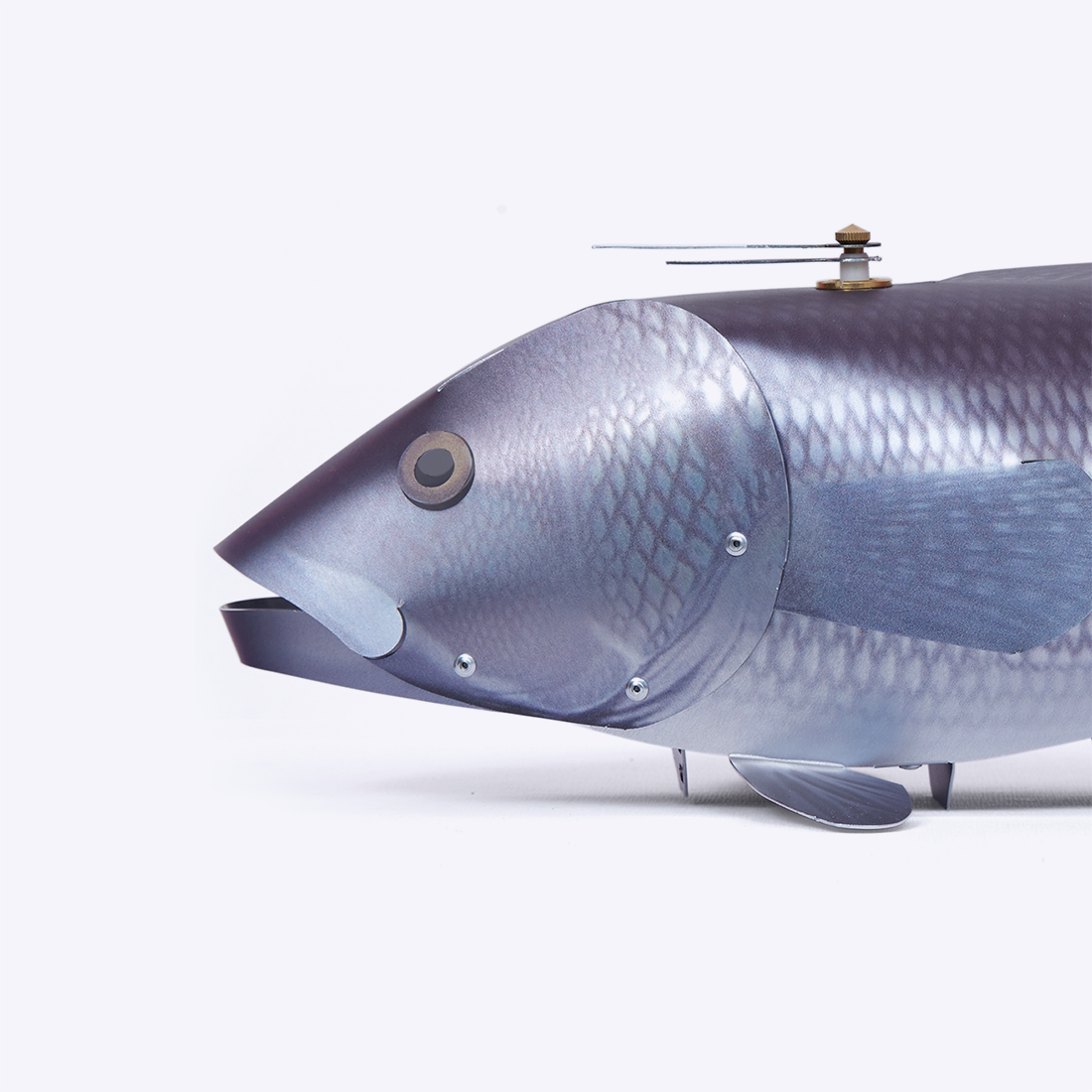 Sea Bass